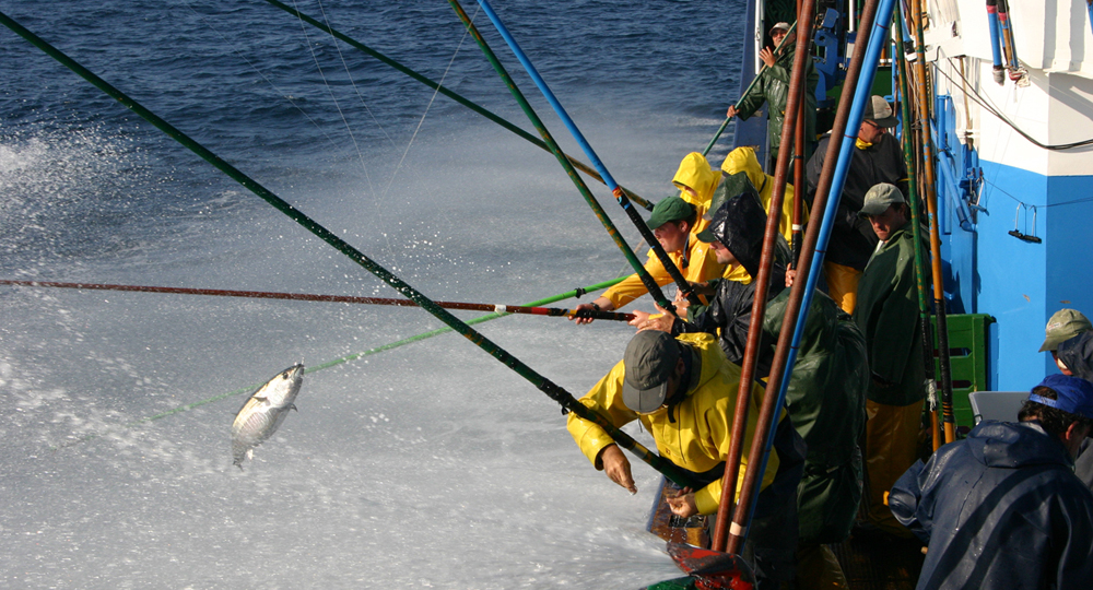 pesca de bonito con cana