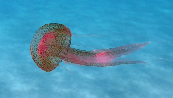 medusa Pelagia_noctiluca