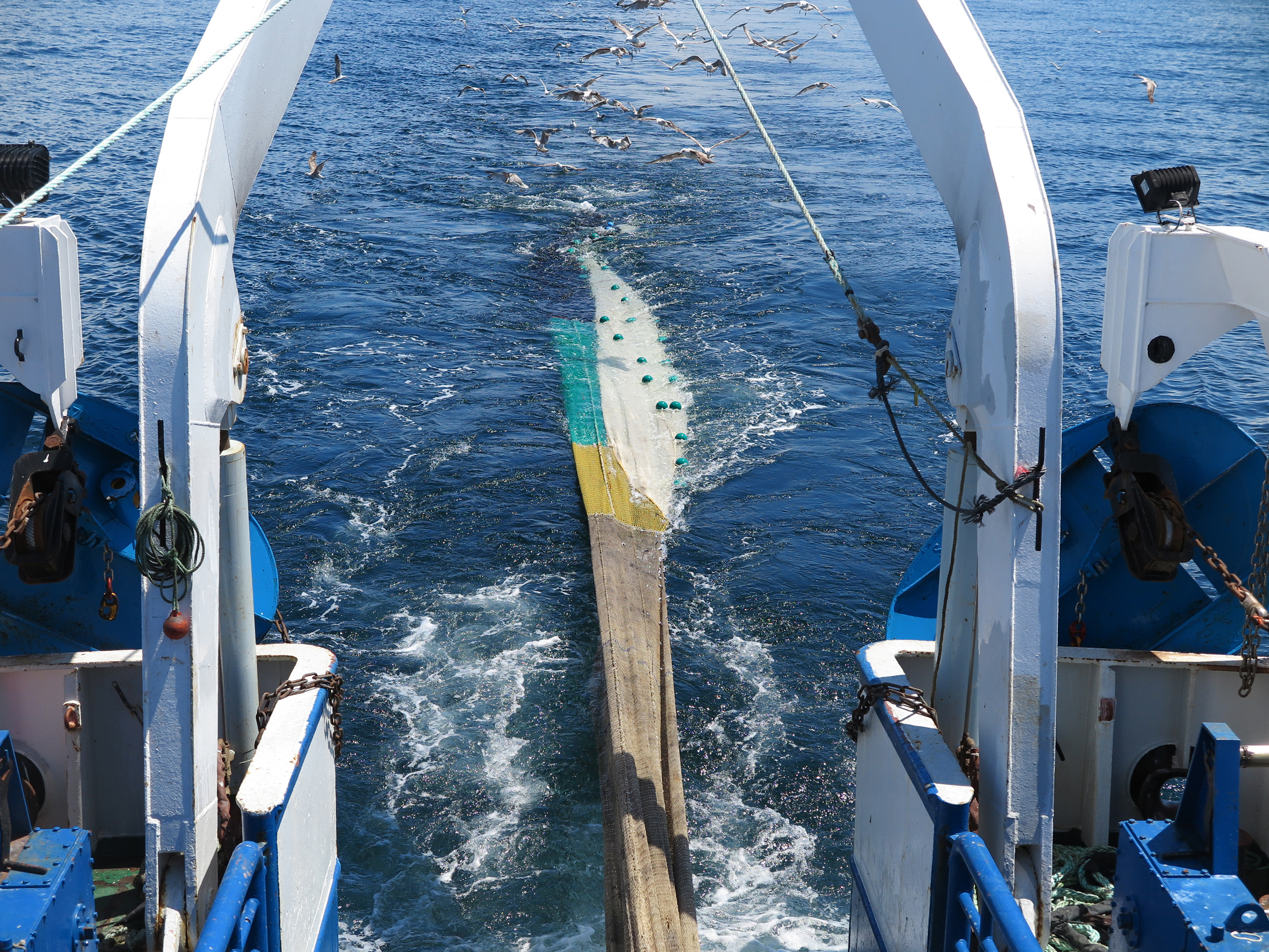 selectividad en la pesca