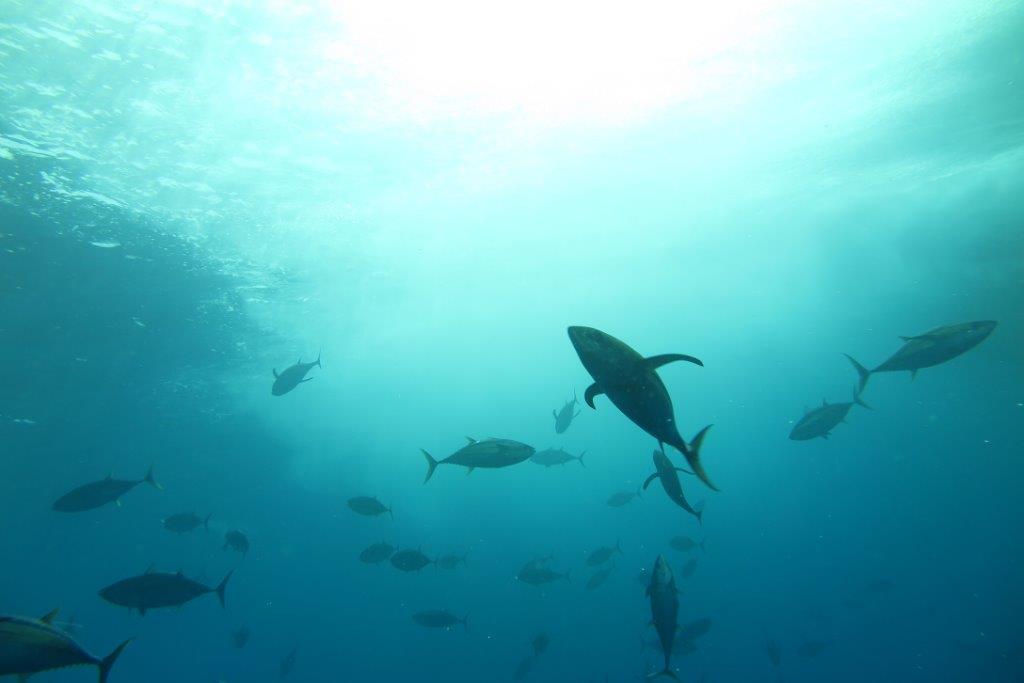 atunes en la mar gestion pesquera