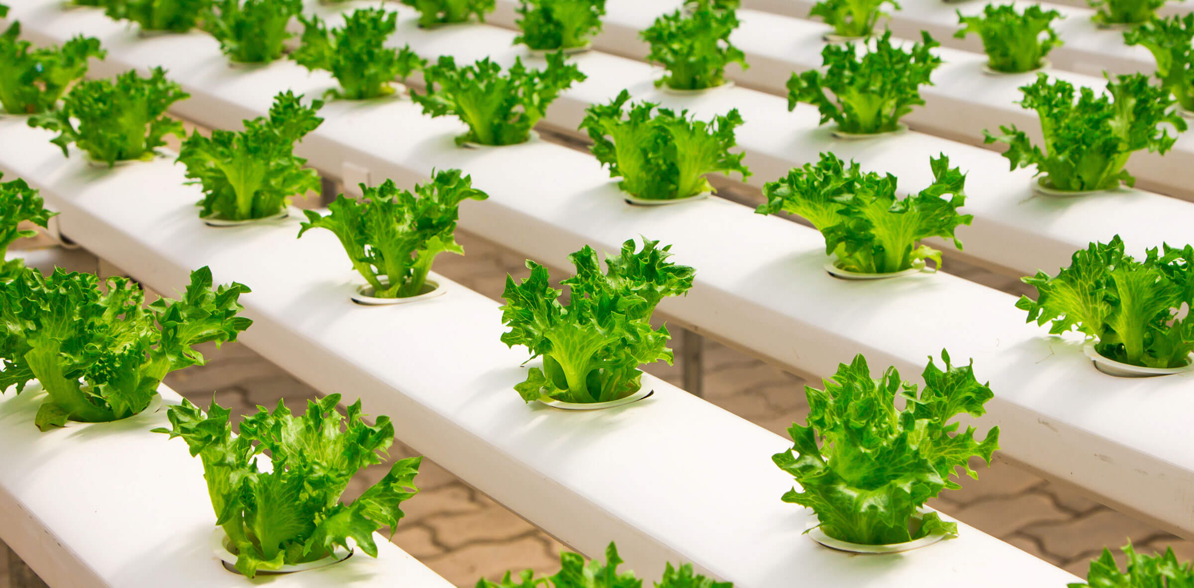 sostenibilidad alimentaria