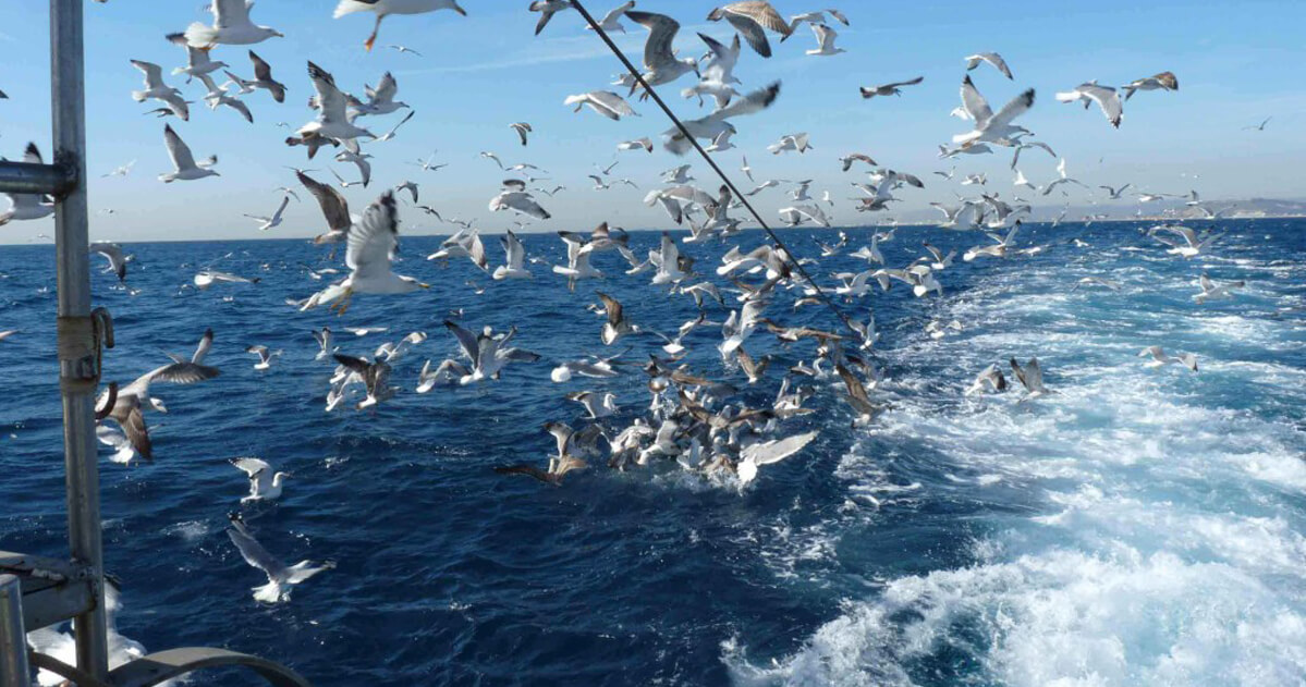 pajaros sobrevolando red de pesca