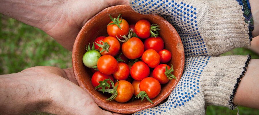 hand-plant-fruit-flower-food-harvest