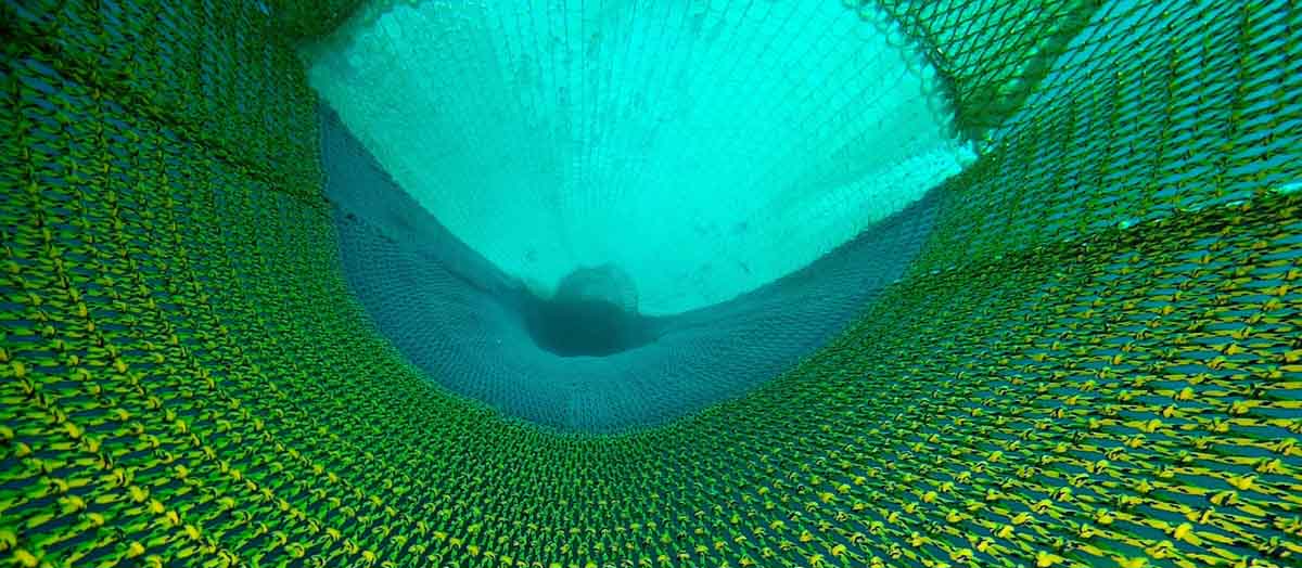 dispositivos selectivos en las redes de arrastre