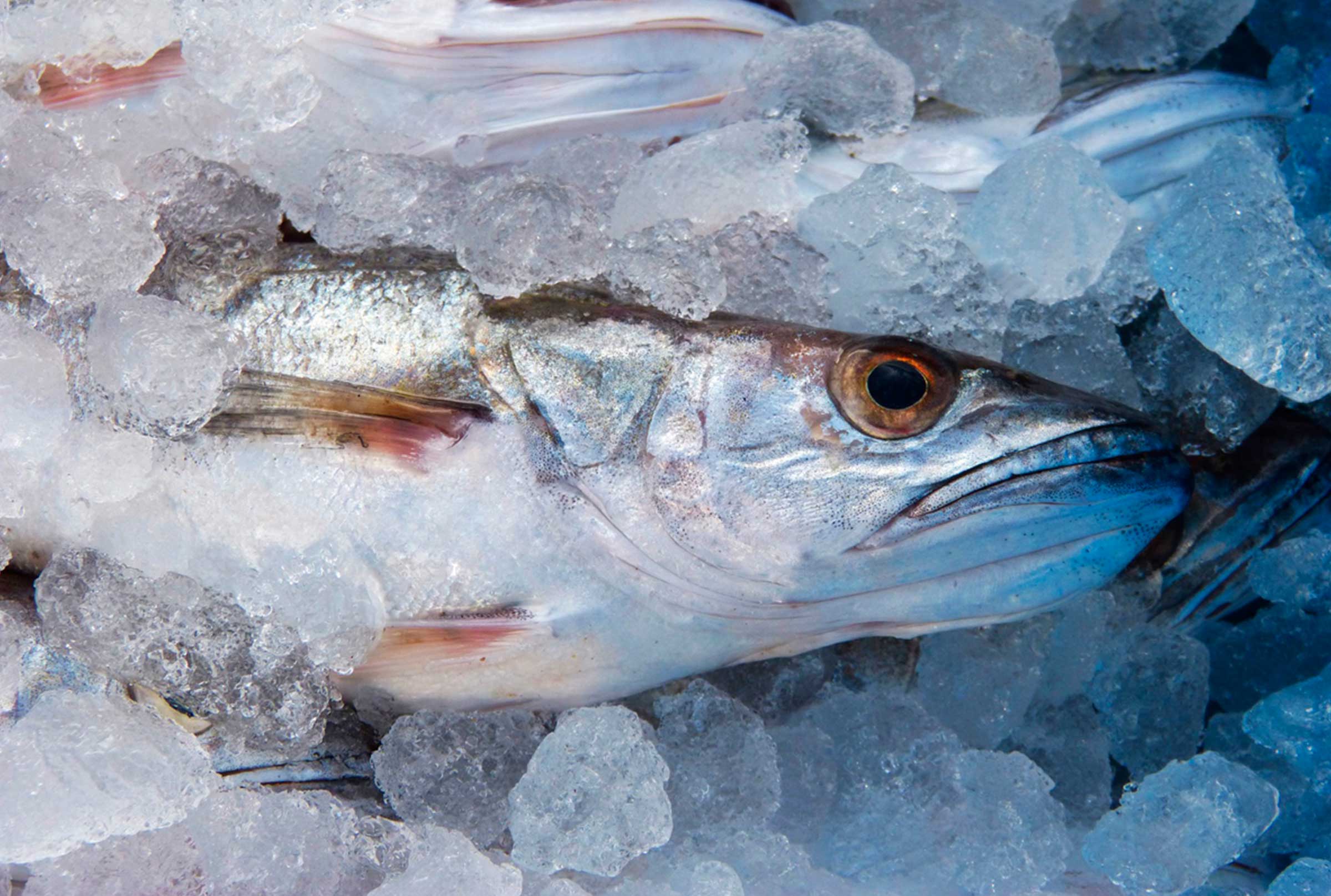 fremer-pescado-hielo-frio-mar-azti