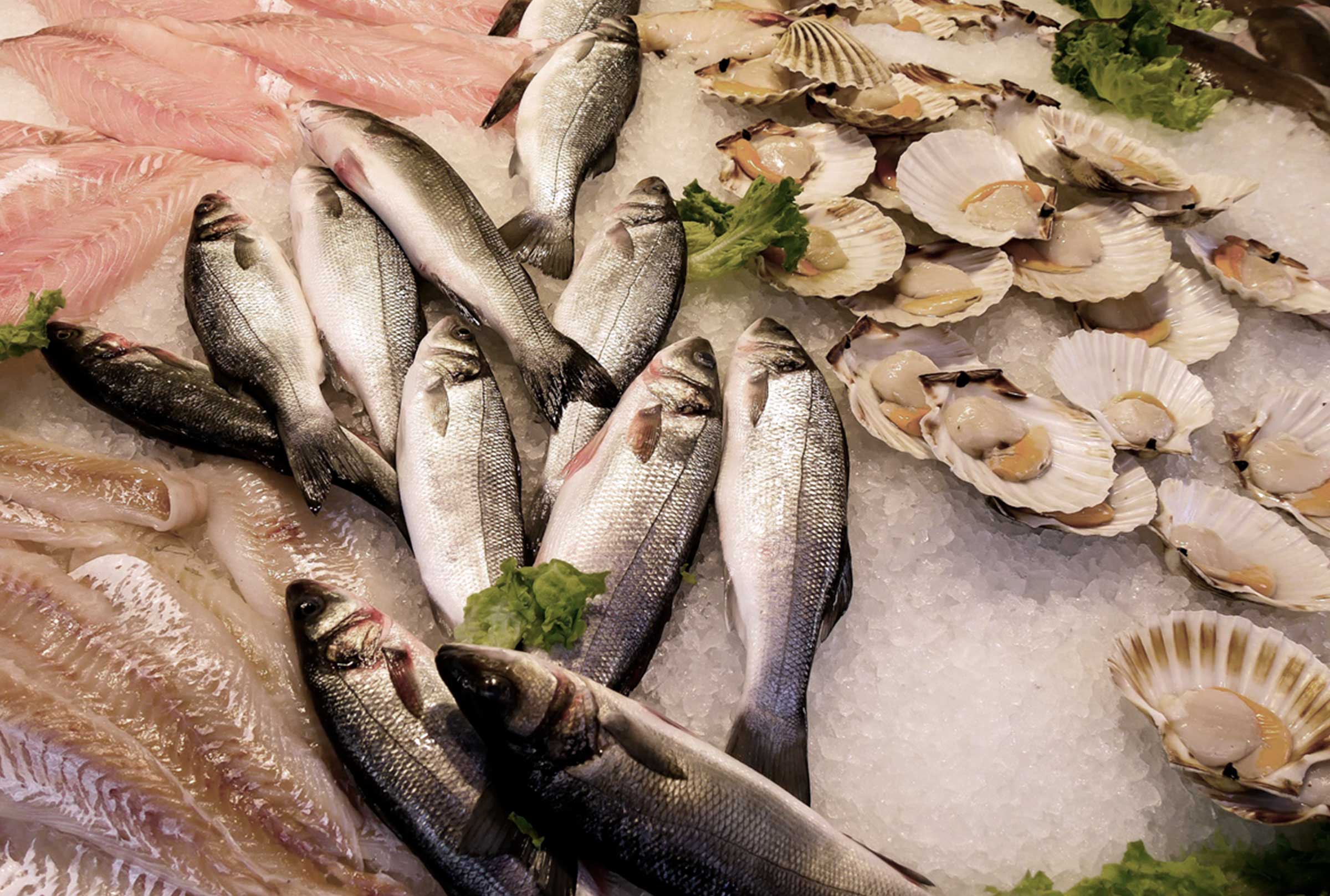 graspe-pescado-hielo-frio-mar-azti