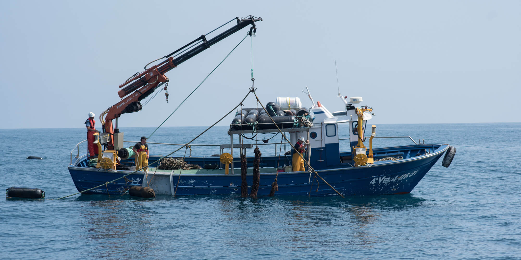 matxitxako moluskoak produccion de mejillones de acuicultura