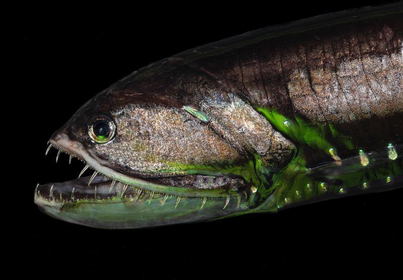 ecosistema mesopelágico de los océanos