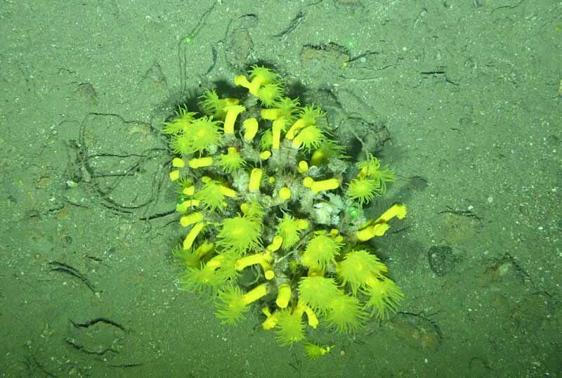 cap_breton_dendrophyllia_cornigera