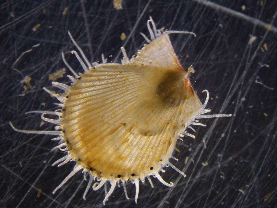 zamburiña_acuicultura_cultivo