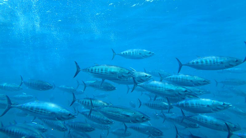 sonar_tunidos_tecnologia_acustica