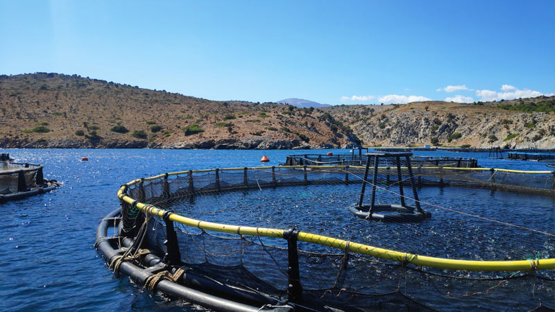 fishealth_control_enfermedades_acuicultura