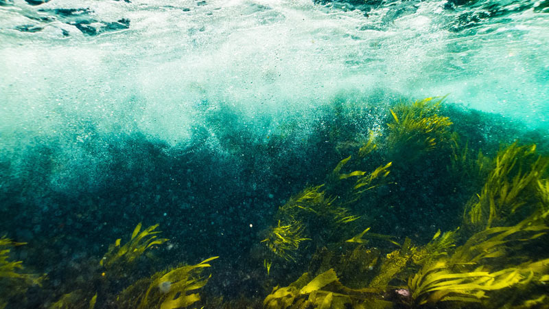 mosaic-azti_biotecnologia_0