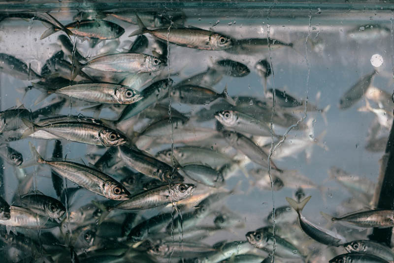 peces-excelencia-cientifica-stecf