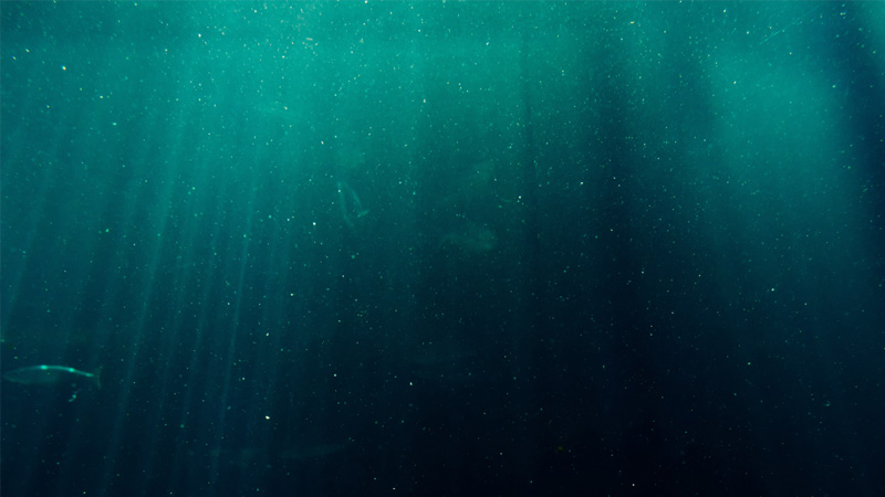 Microbial_colonization_ocean_particles