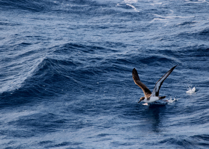 recuperar naturaleza marina