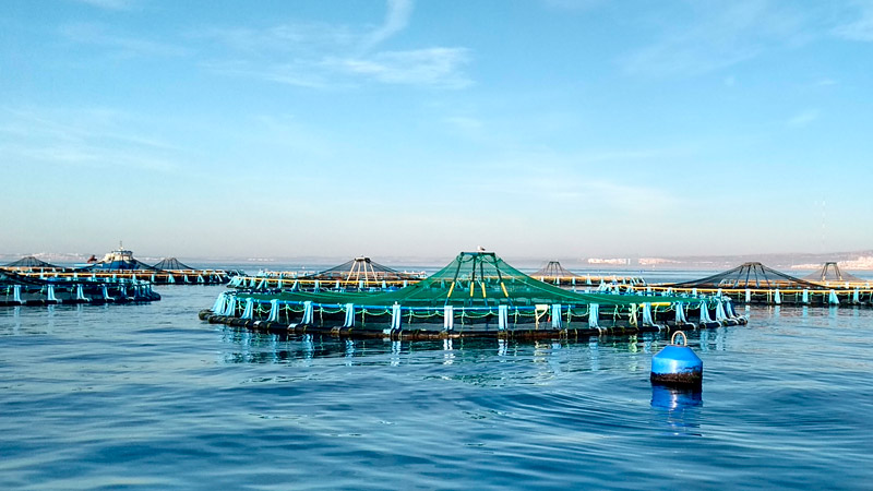 acuicultura_piensos_sostenibles