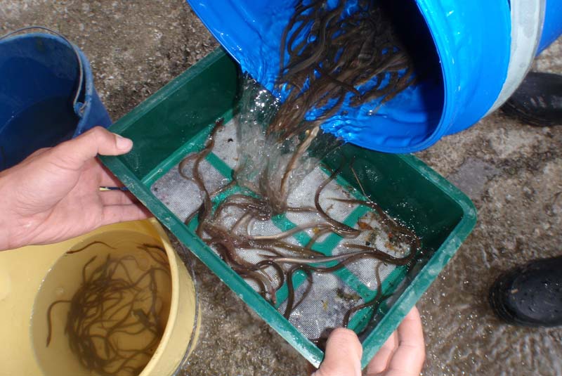 muestreo científico angulas rio oria