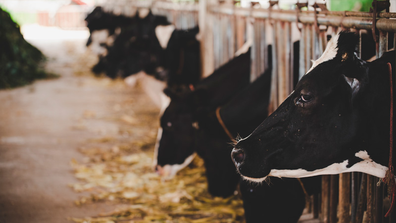 impacto ambietnal sector lacteo euskadi