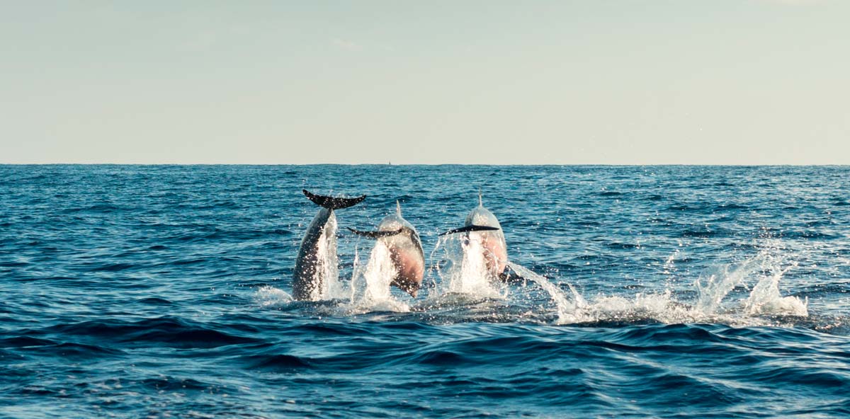 Hybrid_Blue-Grey_Infrastructures_Marine