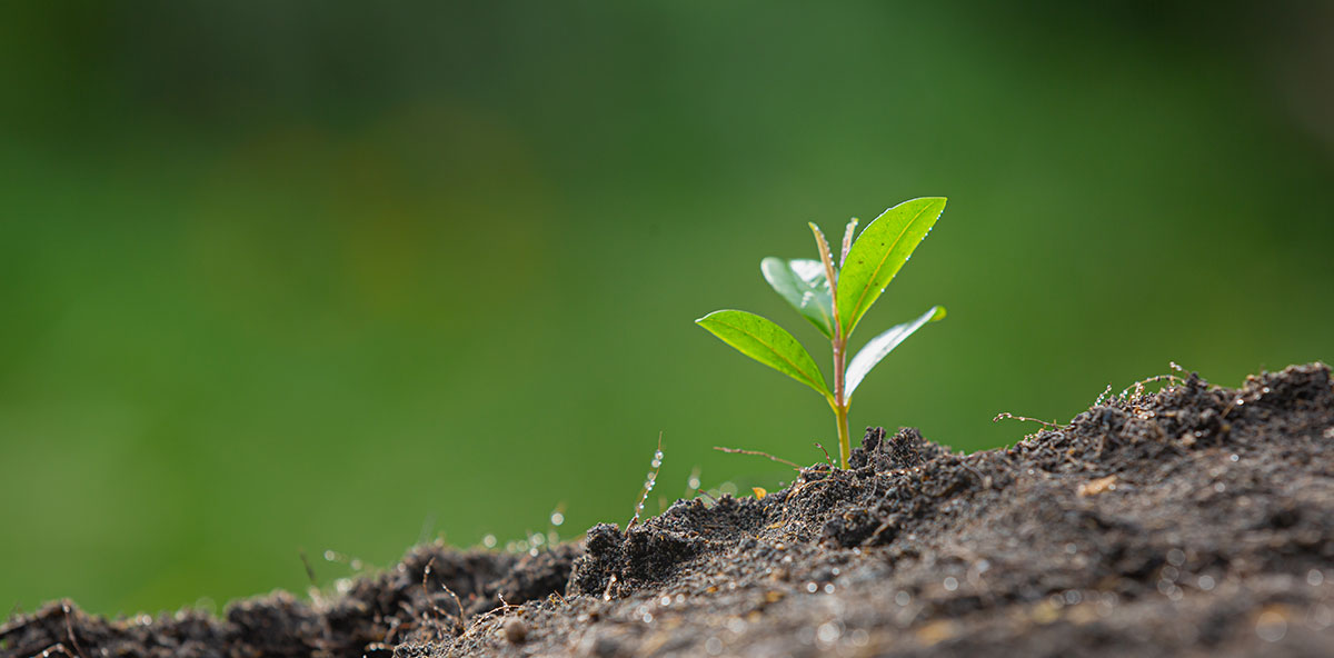 bio-based_fertilisers_for_soil_sustainability