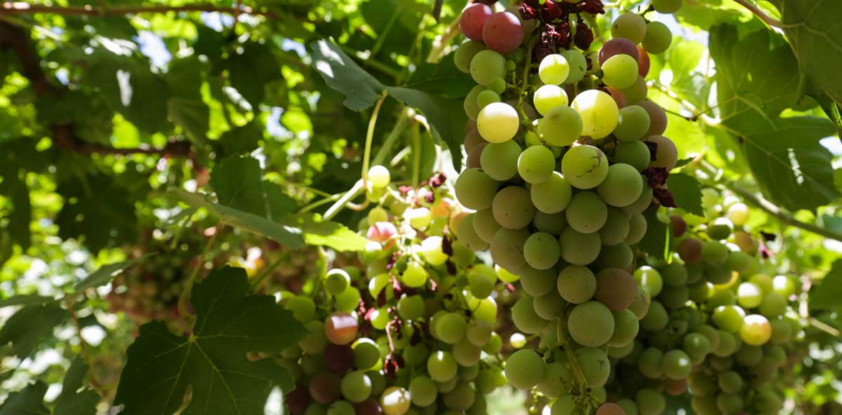 piensos-acuicultura-a-partir-de-subproductos-vitivinícolas