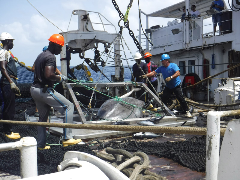 Sorting_grid_Mantaray_Albacora