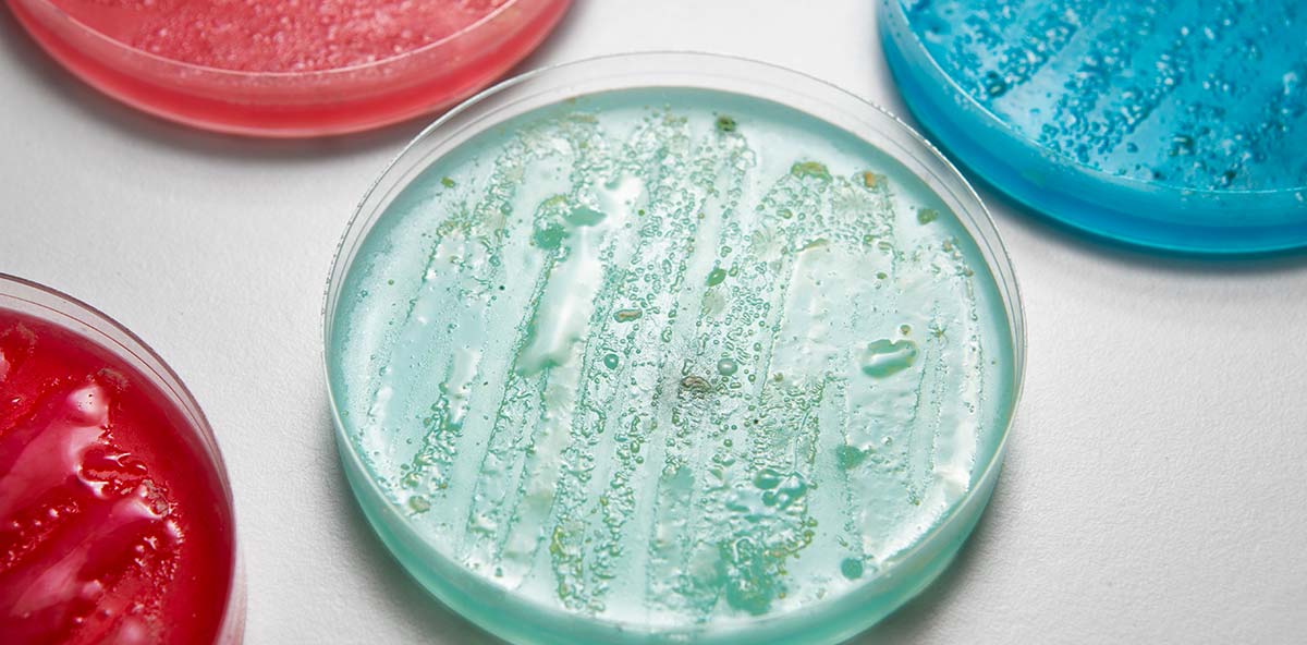 bacterias_marinas_compuestos_bioactivos