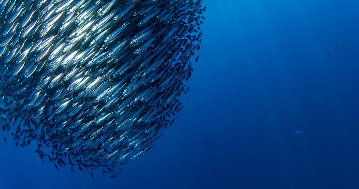 cambio_climatico_pesca