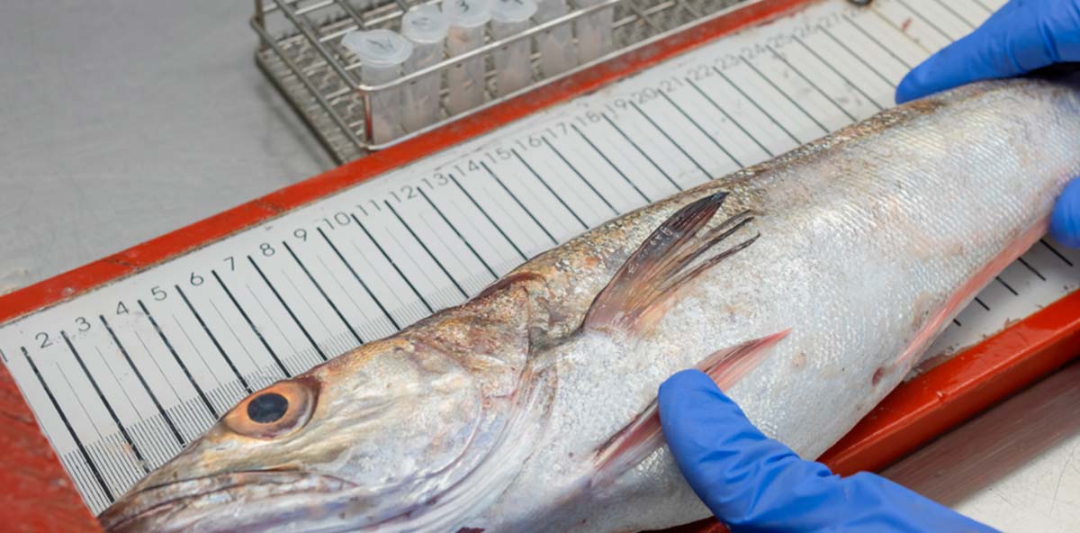 metodos_geneticos_red_trofica_peces