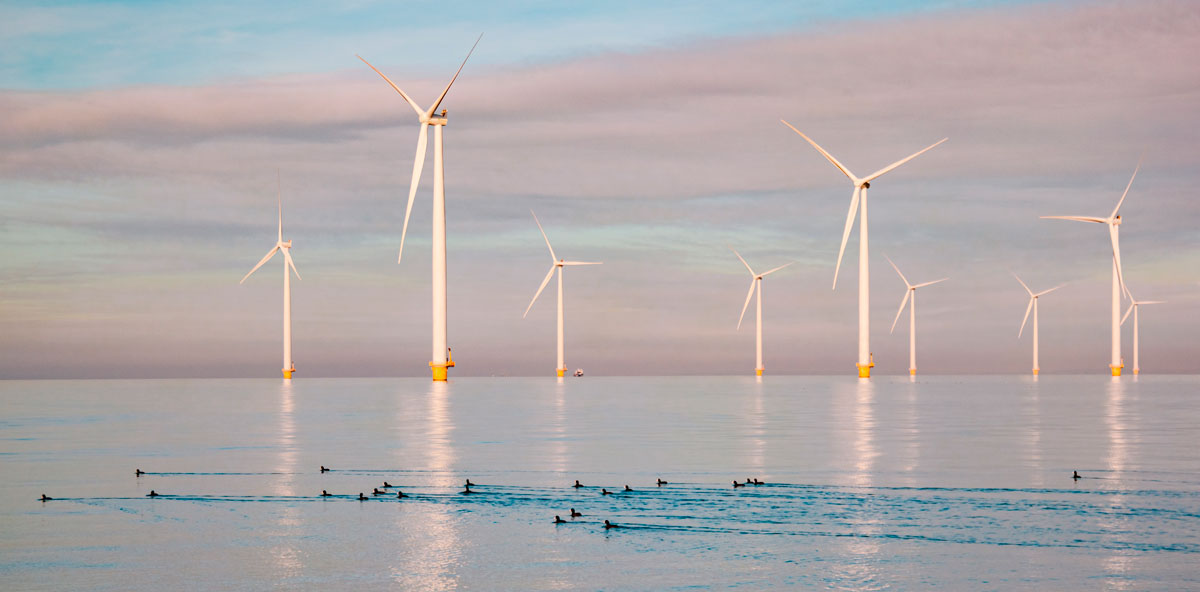 impacto_eolica_marina_aves