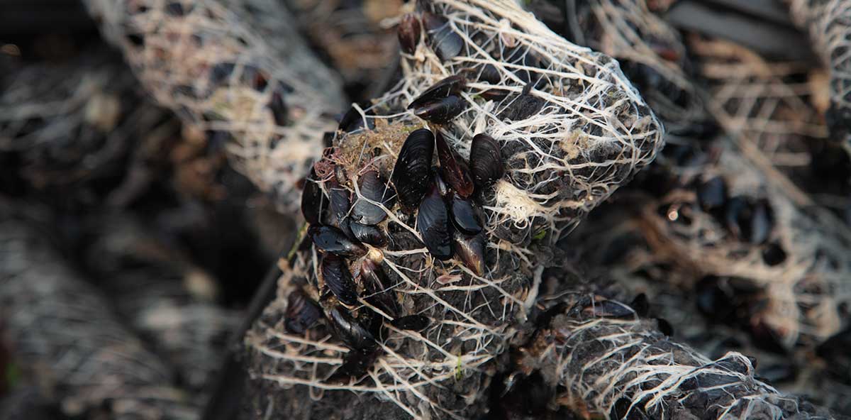 longline-mejillon_AVACON