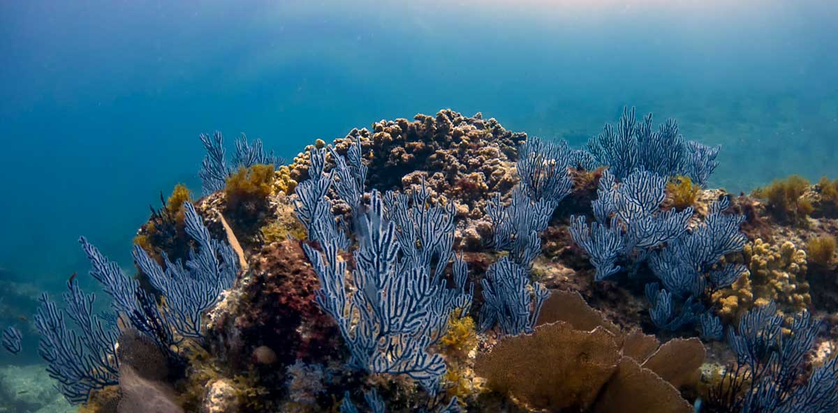 Evaluaciones coordinadas de especies y hábitats marinos