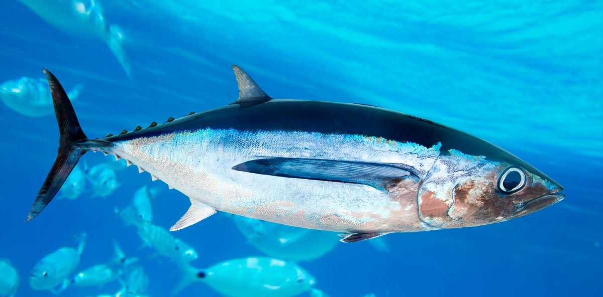 gestion-sostenible-de-tunidos-templados