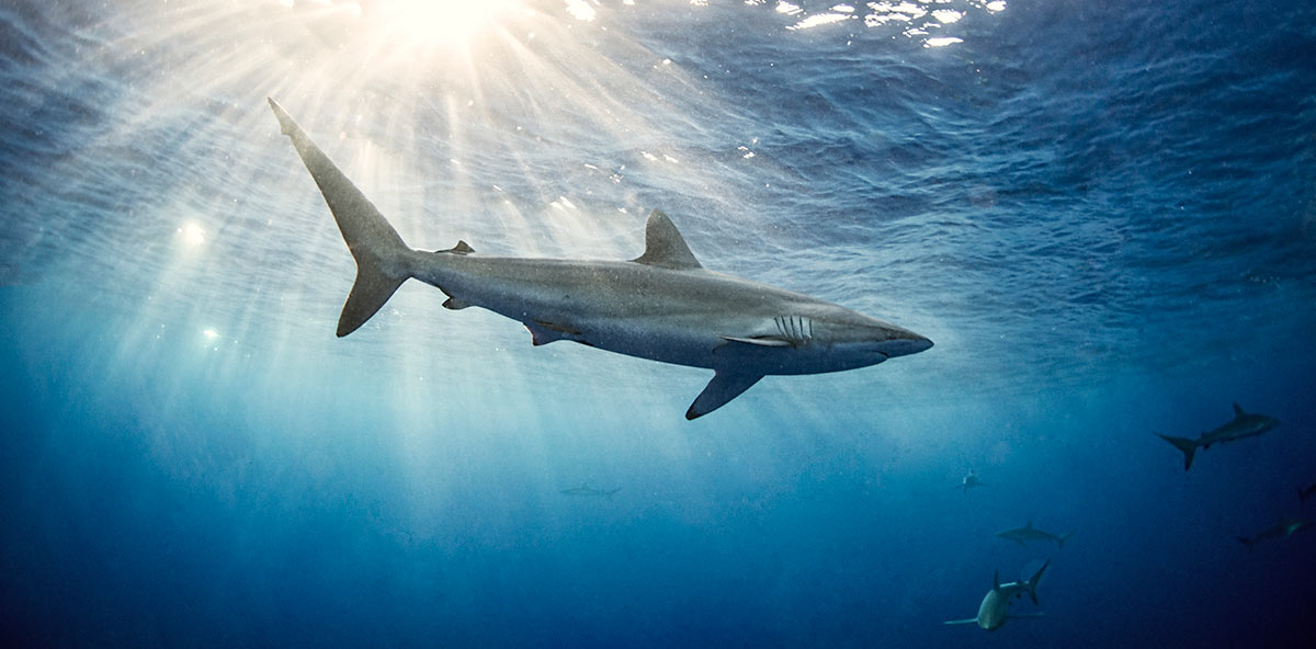 mitigacion-mortalidad-tiburones