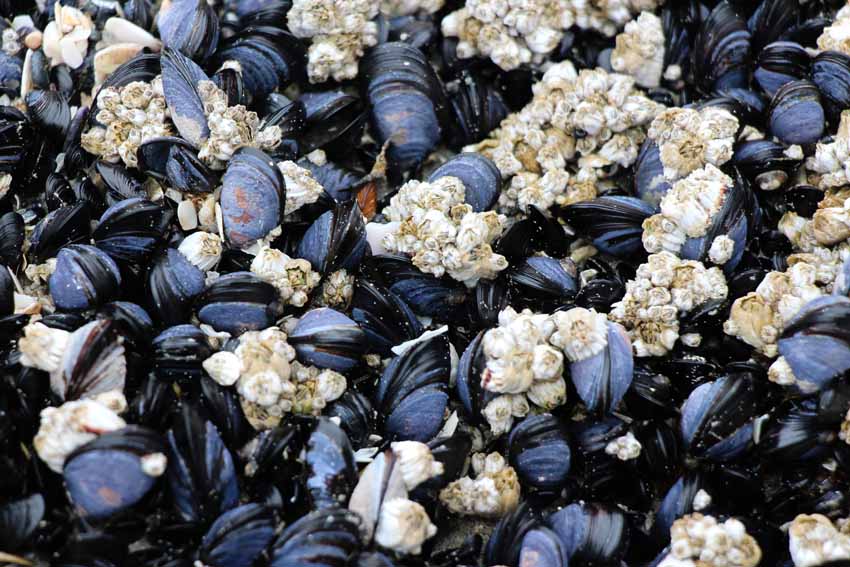 mejillones alimentación 