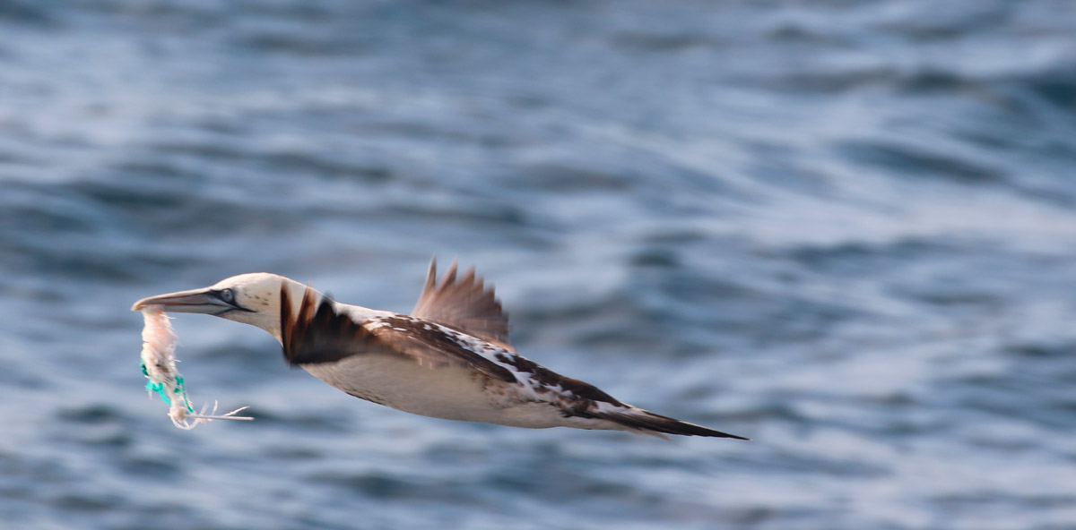 PETFISH_captura_incidental