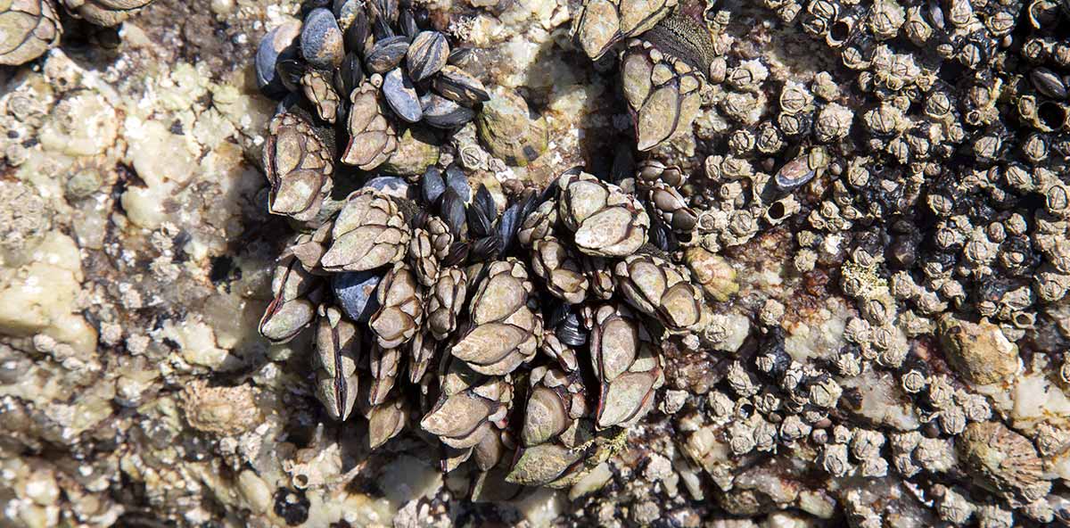 evaluacion-de-recursos-marisqueros